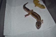 DSC_0228.jpg