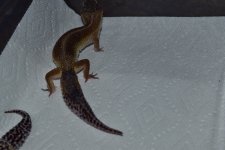 DSC_0223.jpg