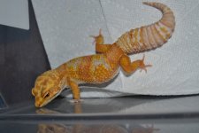 DSC_0232.jpg