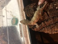 leachie baby #1.jpg