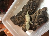 leachie baby #2.jpg