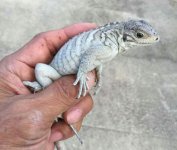 iguana.jpg