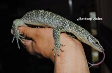 DSC_3832~2.JPG