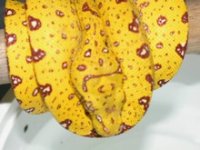 yellowbiak.jpg