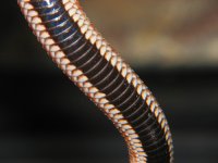 Anaconda hognose belly.jpg