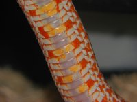 Albino hognose belly.jpg