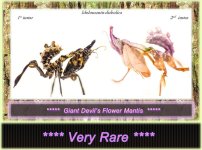 Giant Devilâ€™s Flower Mantis.jpg