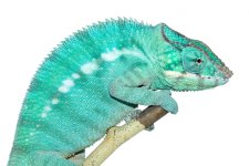 Canvas-Chameleons---Nosy-Be-4.jpg Canvas-Chameleons---Nosy-Be-4.jpg
