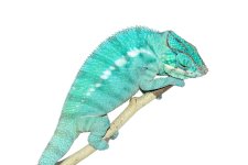 Canvas-Chameleons---Nosy-Be-1.jpg Canvas-Chameleons---Nosy-Be-1.jpg