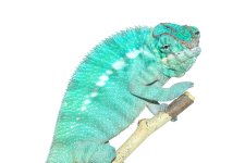 Canvas-Chameleons---Nosy-Be-2.jpg Canvas-Chameleons---Nosy-Be-2.jpg