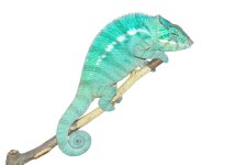 Canvas-Chameleons---Nosy-Be-3.jpg Canvas-Chameleons---Nosy-Be-3.jpg