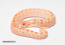 2017 F Conda Albino.jpg