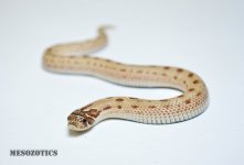 2017 F Conda 100% het albino 2.jpg