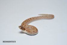 2017  M Conda 100% het albino 1.jpg