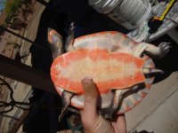 Pink Belly Side-neck female tail.jpg