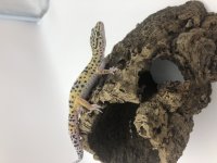 2D61239F-E40A-42D9-9586-1F79464ACF33.jpg