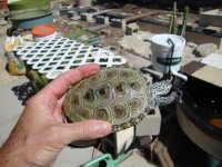 Northern Concentric Diamondback hi-white male adult.jpg