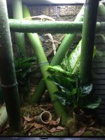 bamboo2c.jpg