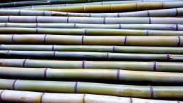 bamboo-10-13-16a.jpg