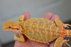 DSC_9927.jpg