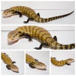 yellow1.jpg