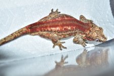 DSC_0284.jpg
