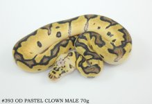 #393 OD PASTEL CLOWN MALE 70g.jpg