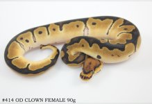 #414 OD CLOWN FEMALE 90g.jpg