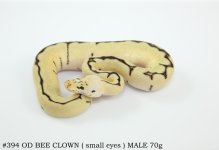 #394 OD BEE CLOWN ( small eyes ) MALE 70g.jpg