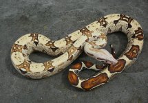 IMG_8463.JPG