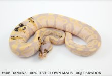 #408 BANANA 100% HET CLOWN MALE 100g PARADOX.jpg
