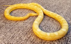 adult female bitter motl.jpg