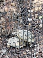 Hermann's Tortoise 150.jpg