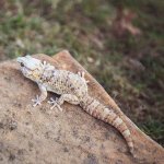 gecko.jpg