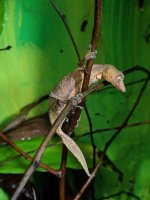 female leaf tail.jpg