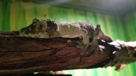 female mossy.jpg