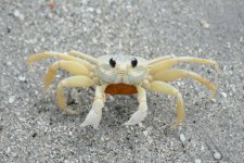 sand_crab_01.jpg