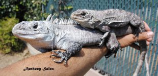 DSC_4253.JPG