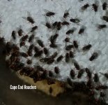 hydei fruit fly.jpg