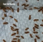 Tiffanys Golden Delicious melanoglaster fruit fly.jpg