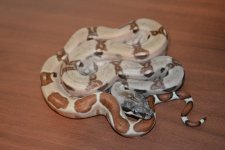23 Hypo het anery sterling male (Custom).jpeg