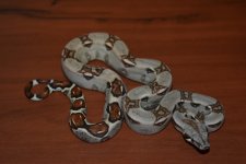 10 female het anery sterling (Custom).jpeg