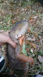 Green Iguana 8.25.18.jpg