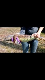 Green Iguana2.jpg