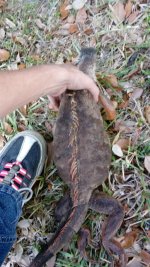 Gravid Female 8.25.18.jpg