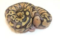 snakes4.jpg