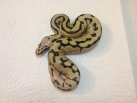 snakes5.jpg