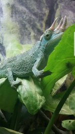 Screenshot_20180528-173517.jpg