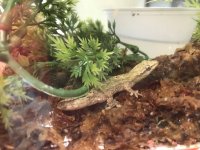 mourninggecko.jpg
