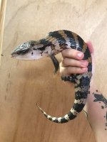 IJbluetongue3.jpg